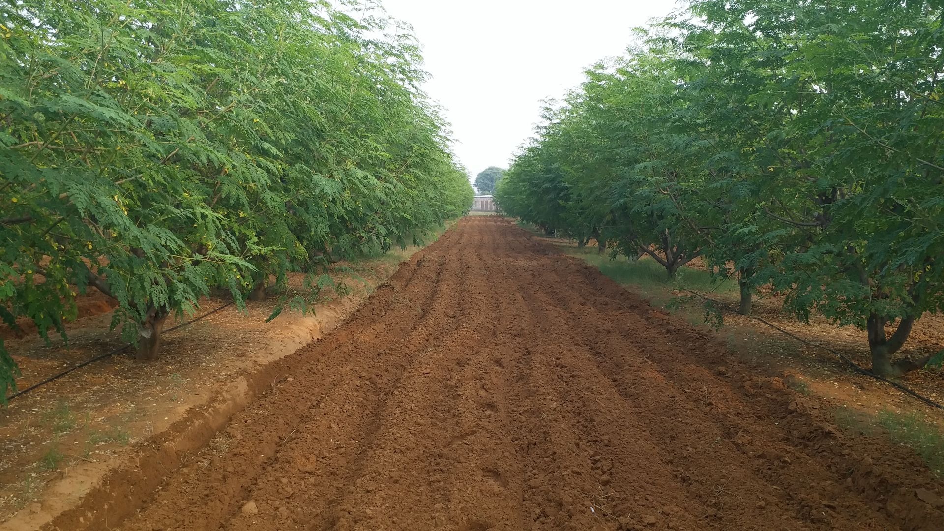 Lush green agricultural field with sustainable crop rows